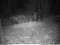 Piltuudis: notsud reas