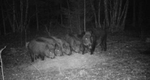 Piltuudis: notsud reas