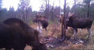 Rajakaamera fotokonkurss “Pärnumaa põder rajakaameras”