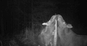 Piltuudis: põdrad peegelpildis