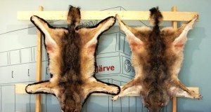 Kütitud on 22 hunti 75st