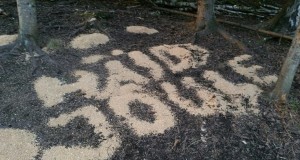 Piltuudis: jõulutervitus metsloomadele