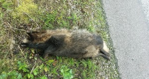 Marutaudi riskiloomadelt proovide laekumine