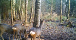 Piltuudis Viljandimaalt: kitsed  kogunevad söödaplatsidele