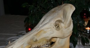 Nõupidamine VTAs kütitud emiste pearaha teemal