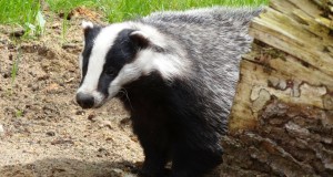 2016. aasta loom on mäger