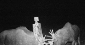 Piltuudis: Põdrapullid Viljandimaal jõudu proovimas