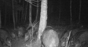 Piltuudis: Viljandimaal suur metsseakari kaameras