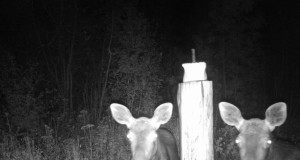 Piltuudis: vasikad peegelpildis