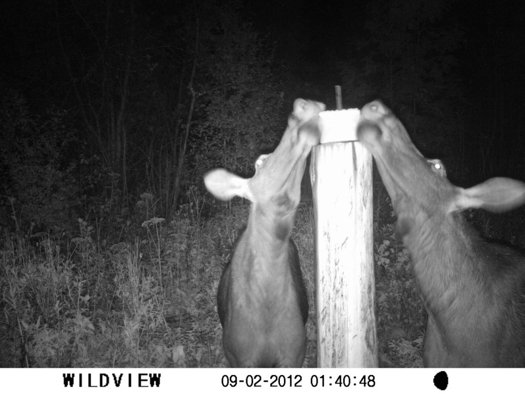 kampuse kivi 2012 -2