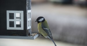 Aasta lind 2016 on rasvatihane