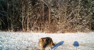 Piltuudis: kolmekuningapäeva hunt