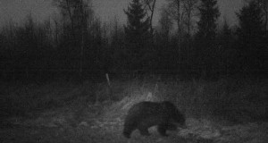 Piltuudis: karu rajakaameras