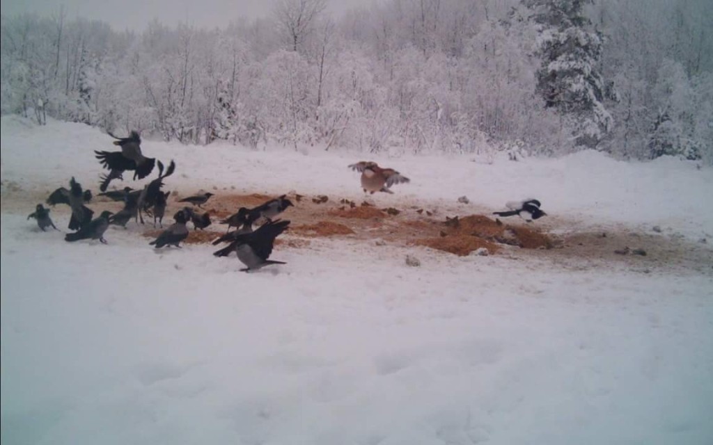 FB_IMG_1453552080969