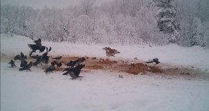 Piltuudis: priske pasknäär