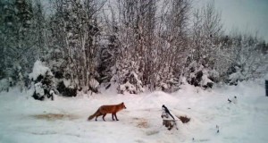 Piltuudis: Igav liiv ja tühi väli, rebane harakaga..