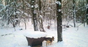 Jahimehed koeraomanikele: ärge laske oma koeri hulkuma, nad murravad metskitsi (täiendatud 01.02!)