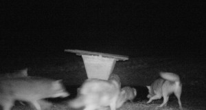 Toidulaua kokkukuivamine ajab hundid metsast välja