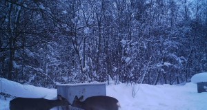 Piltuudis: Loo jahiseltsi “musitavad” metskitsed