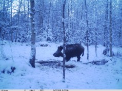 Nädalaga 78 positiivset SAK proovi