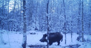 Piltuudis: rõõmus lumine metssiga