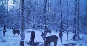 Piltuudis: Metskitsed söödaplatsil