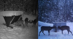 Piltuudis: Kostivere jahiseltsi veel kirglikumad “musitajad”?