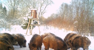 Piltuudis: metsanotsud nosimas