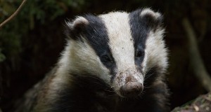 Loodusõhtul kohtuvad kaks aasta looma