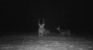 Piltuudis: noor hirvepull Saaremaal