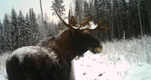 Piltuudis: Viljandimaa lumiste metsade põdrad