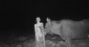 Haruldane juhus: Vägev põdrapull ajas nüüd alles sarved maha