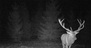 Piltuudis: talvised hirved rajakaameras