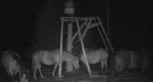 Piltuudis: hobused söödaplatsil