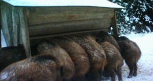 43 SAK positiivset proovi