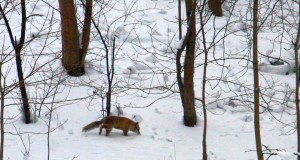 Piltuudis: Jänes jättis EJSi aia rebase pika ninaga