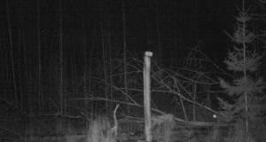 Mitu ilvest on pildil?