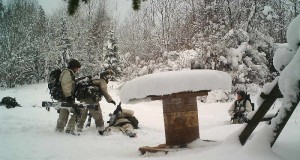 Piltuudis: metsas möllates läks kõht tühjaks?