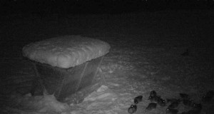 Piltuudis: ka pardid käivad söödaplatsil