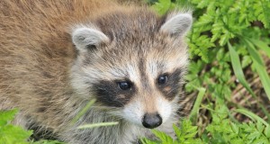 Euroopa Liidus hakkab kehtima ohtlikke võõrliike koondav nimekiri