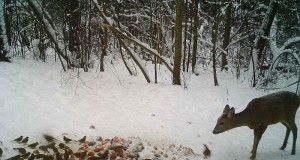 Piltuudis: Sokk naudib talveilma ja sõbrustab teiste metsaelanikega