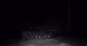 Piltuudis: 3. veebruari põrsaste rivi