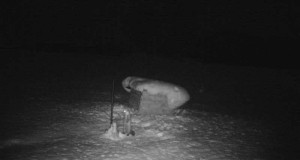 Piltuudis: Alati ei pea käima suuremad loomad söötadel. Kes on pildil?