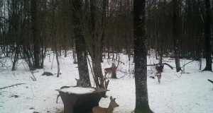 Piltuudis: Kostivere kolme jalaga metskits