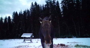 Piltuudis: Rudolf tegi täna hommikul selfie