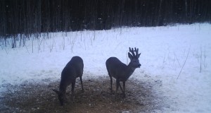 Piltuudis Viljandimaalt: soku sarvede arengust (täiendatud)