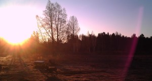 Piltuudis: mitu metskitse on pildil?