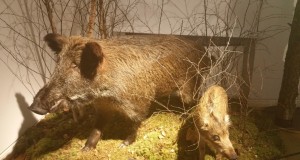 Loodusmuuseumis lõpetati metssea aasta