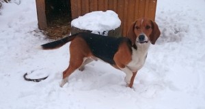 Eesti hagijas hukkas Venemaal jahimehe