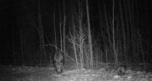 Piltuudis: Emis põrsaga – kaks sõpra